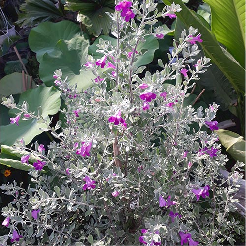 Tuyết Sơn Phi Hồ