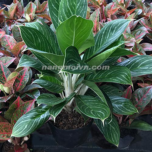 Bạch Mã Hoàng Tử